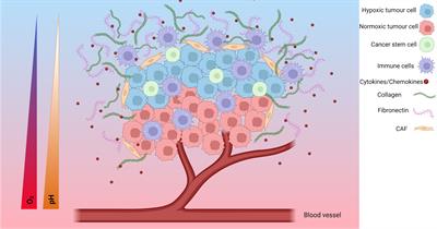 Tumour response to hypoxia: understanding the hypoxic tumour microenvironment to improve treatment outcome in solid tumours